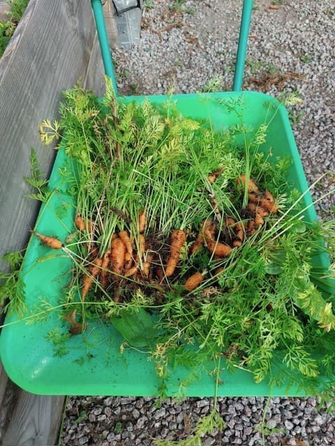 Imagen de zanahorias cosechadas por los niños